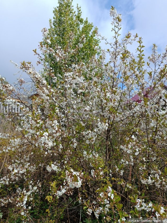 Наша весна и Крендель — Вязаные игрушки и амигуруми: крючком (фото 4)