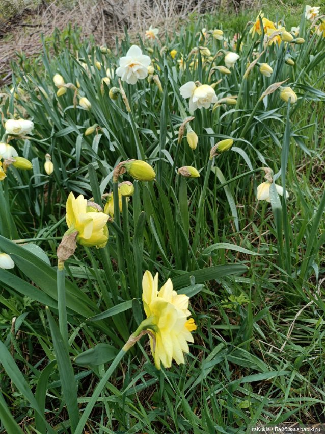 Наша весна и Крендель — Вязаные игрушки и амигуруми: крючком