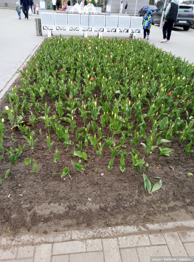 У вас весна не пробегала — Гибриды шарнирных кукол (не БЖД): подбор тела (фото 9)