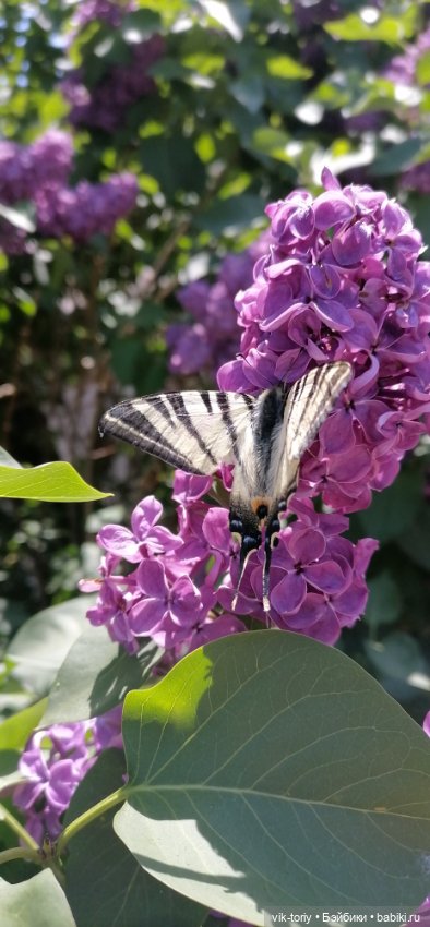 Цветёт сирень — Куклы Harry Potter (Гарри Поттер) Mattel: Wizarding World