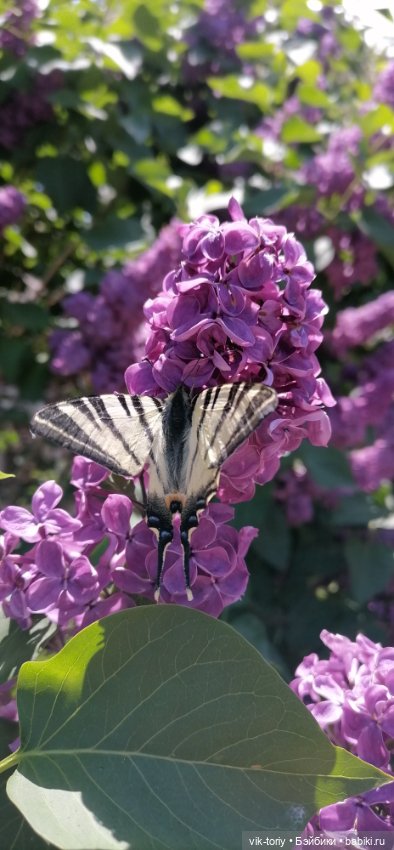 Цветёт сирень — Куклы Harry Potter (Гарри Поттер) Mattel: Wizarding World