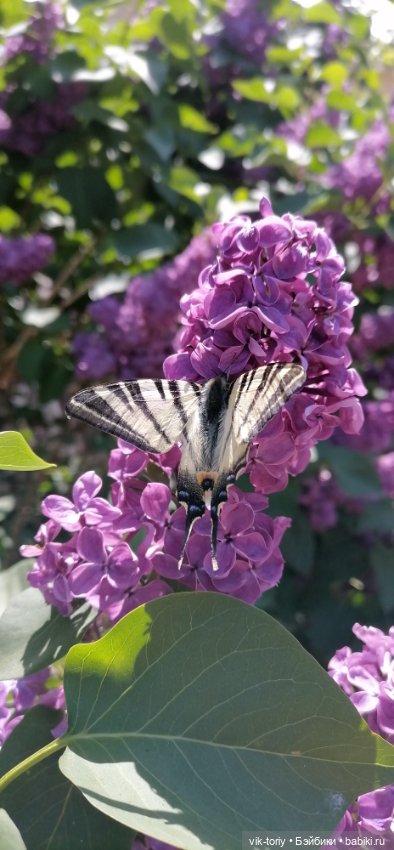 Цветёт сирень — Куклы Harry Potter (Гарри Поттер) Mattel: Wizarding World