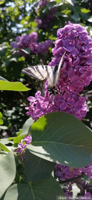 Цветёт сирень — Куклы Harry Potter (Гарри Поттер) Mattel: Wizarding World