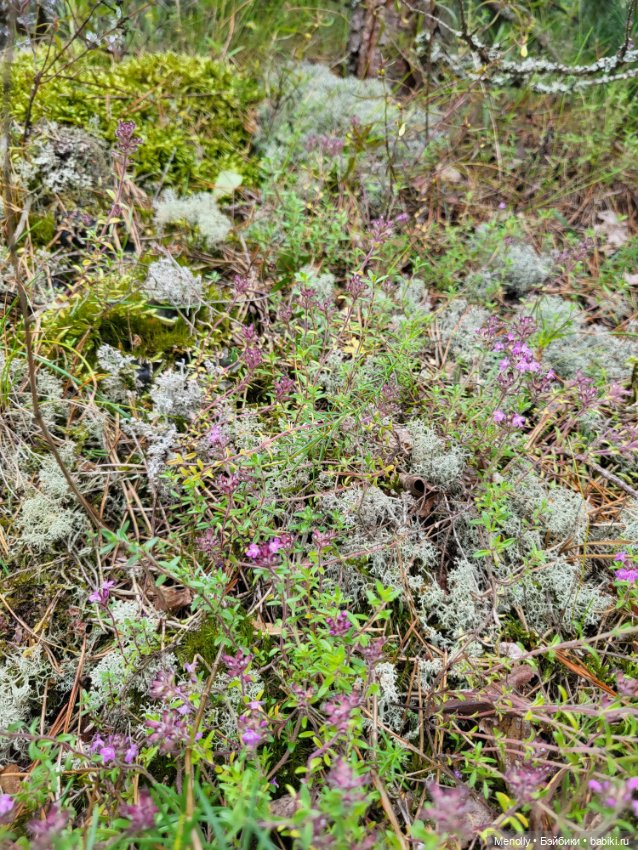 Лето, солнце, море, пляж — Куклы LeeAnn (Denis Bastien) и Marianna Oldenburg: винил (фото 7)