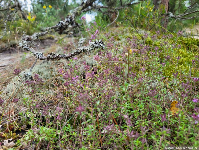 Лето, солнце, море, пляж — Куклы LeeAnn (Denis Bastien) и Marianna Oldenburg: винил (фото 8)