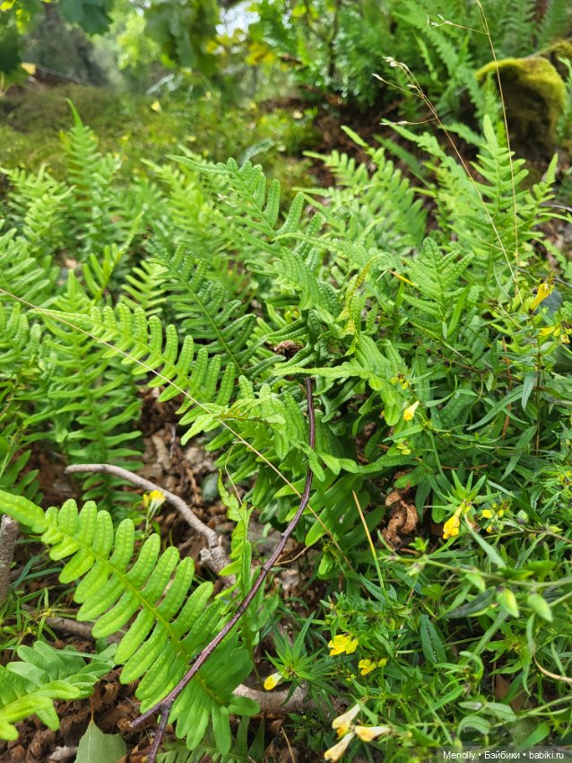 Лето, солнце, море, пляж — Куклы LeeAnn (Denis Bastien) и Marianna Oldenburg: винил (фото 10)