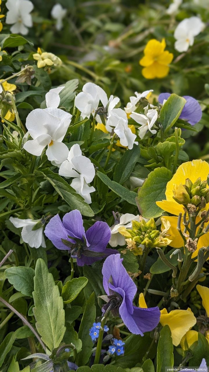 Прогулка по Воробьевым горам