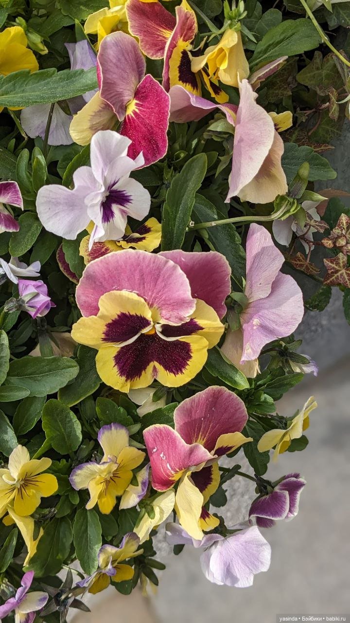 Прогулка по Воробьевым горам (фото 9)