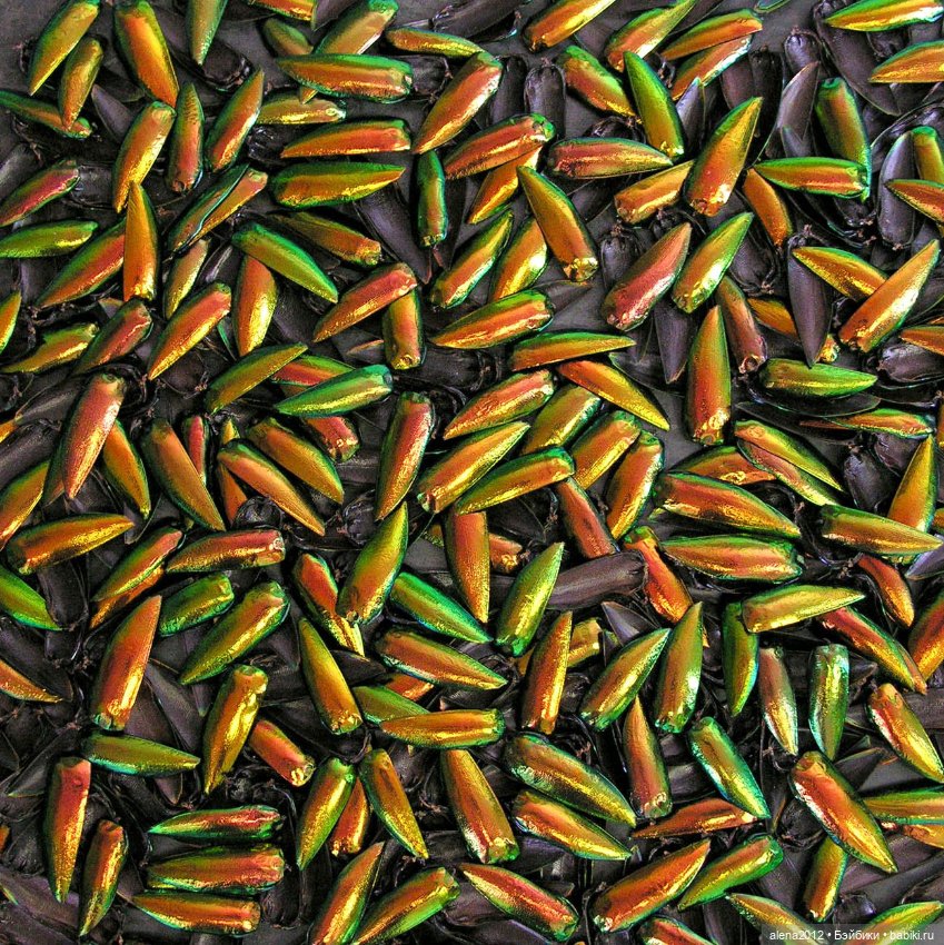 Жучок вместо чудесного бисера (фото 4)