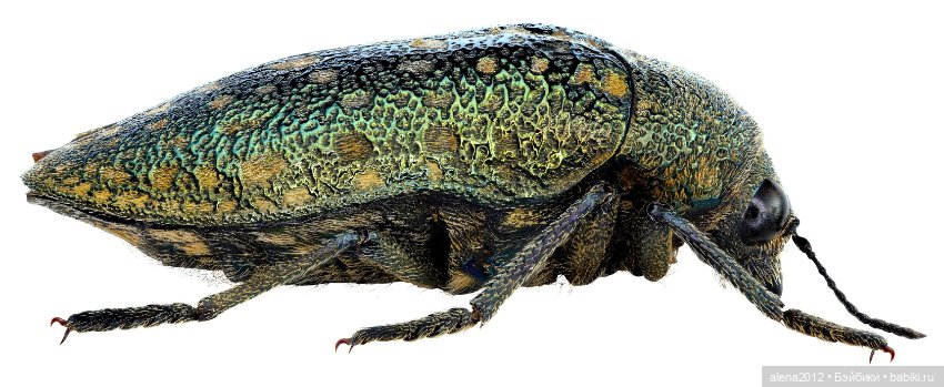 Жучок вместо чудесного бисера