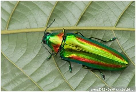 Жучок вместо чудесного бисера (фото 3)