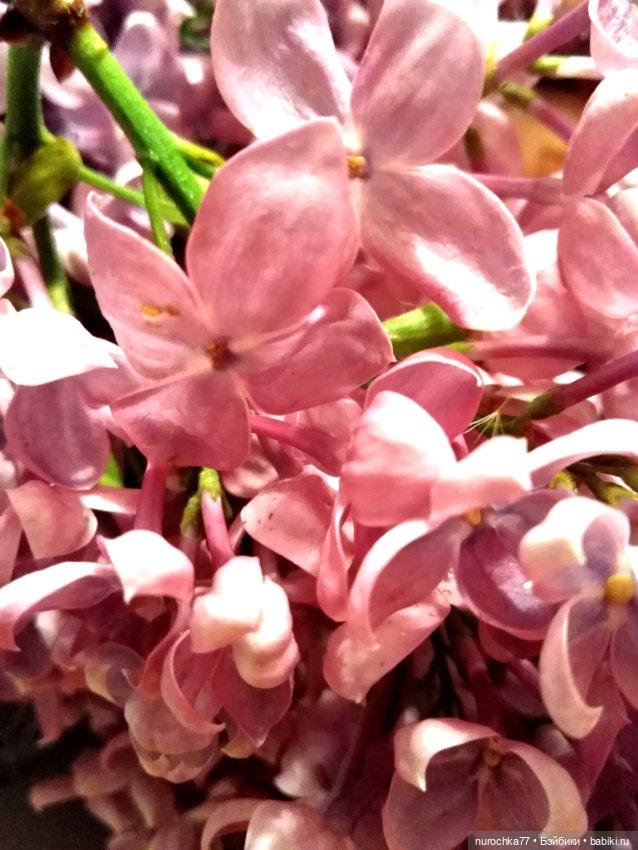 Про Нафочку. Цвет настроения - сиреневый (фото 6)