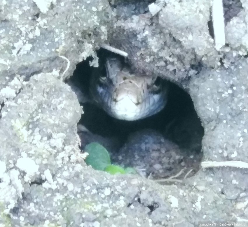 Про Нафочку. Дачная сказка