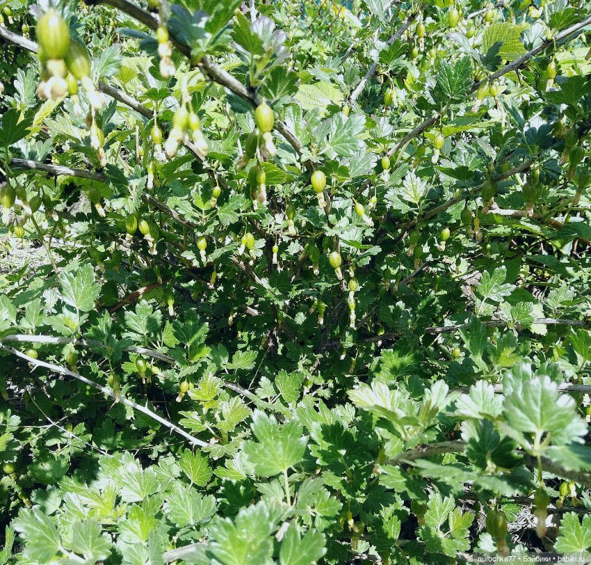 Про Нафочку. Дачная сказка