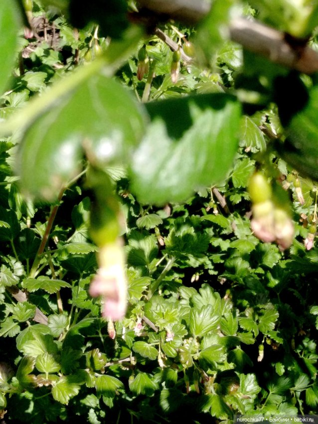 Про Нафочку. Дачная сказка