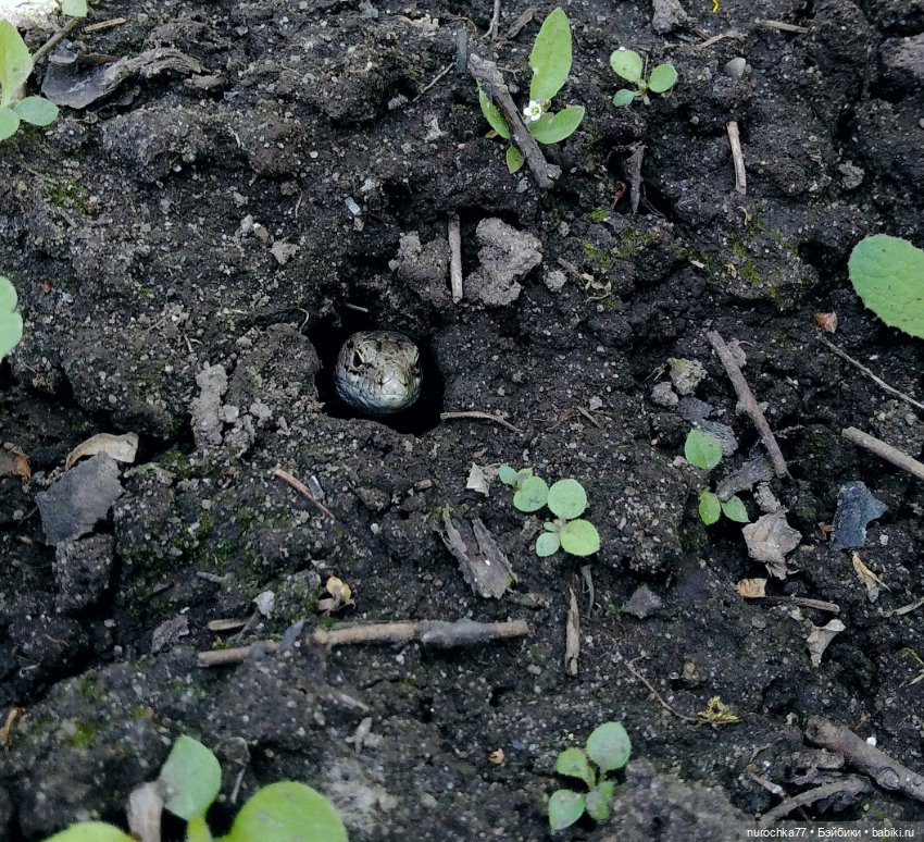 Про Нафочку. Дачная сказка