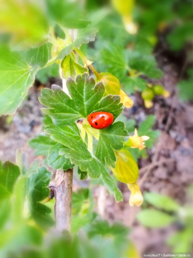 Про Нафочку. Дачная сказка