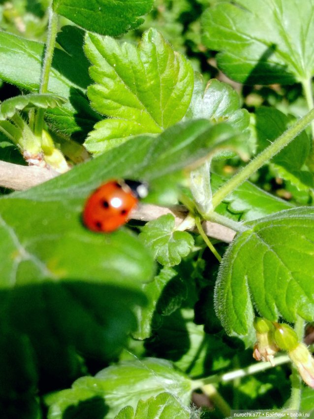 Про Нафочку. Дачная сказка