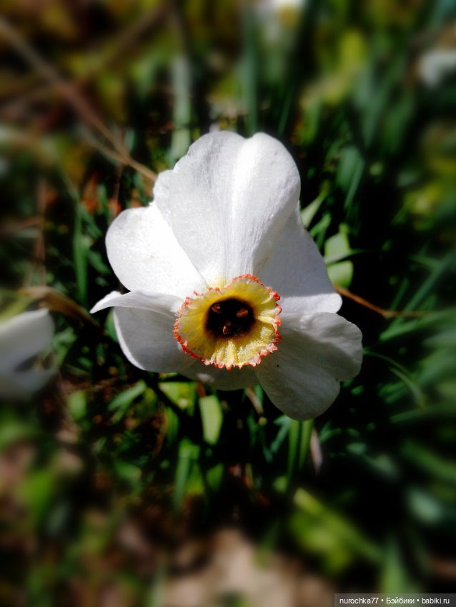 Про Нафочку. Дачная сказка (фото 5)