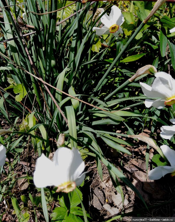 Про Нафочку. Дачная сказка (фото 3)