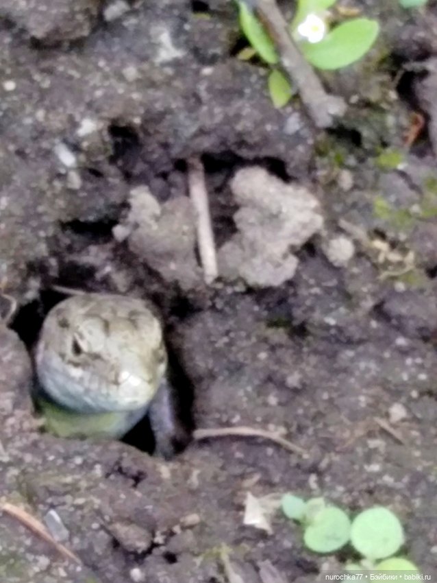 Про Нафочку. Дачная сказка