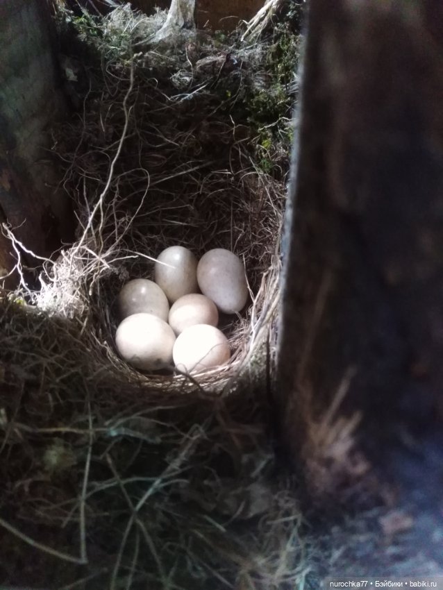 Про Нафочку. Дачная сказка