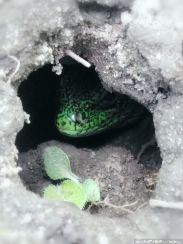 Про Нафочку. Дачная сказка