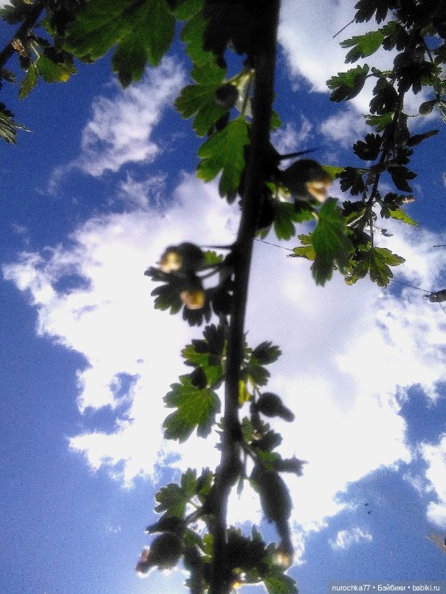 Про Нафочку. Дачная сказка