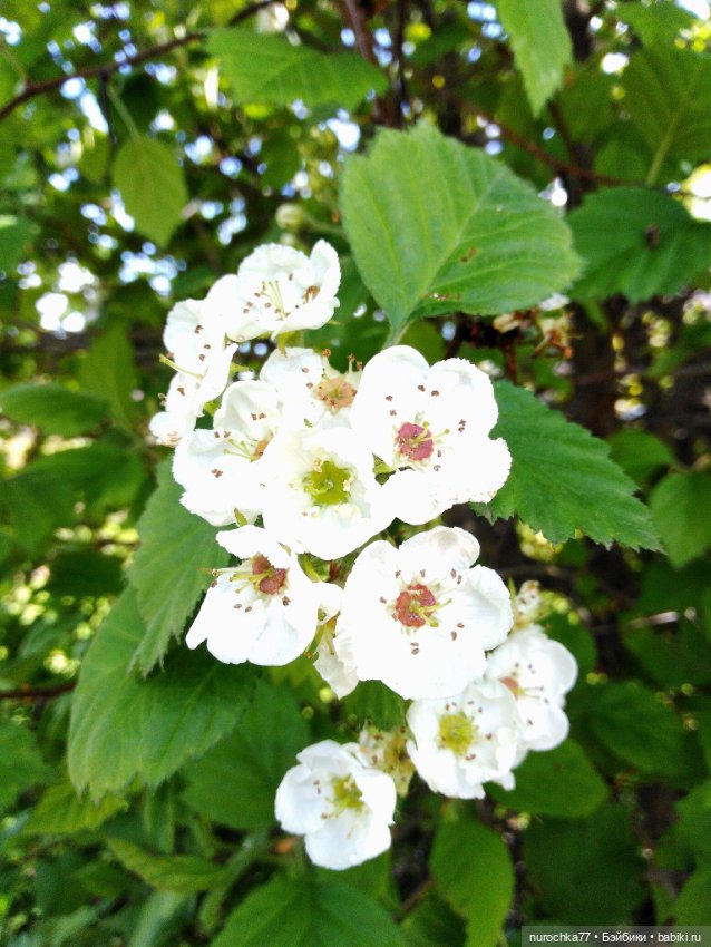 Про Нафочку. Дачная сказка