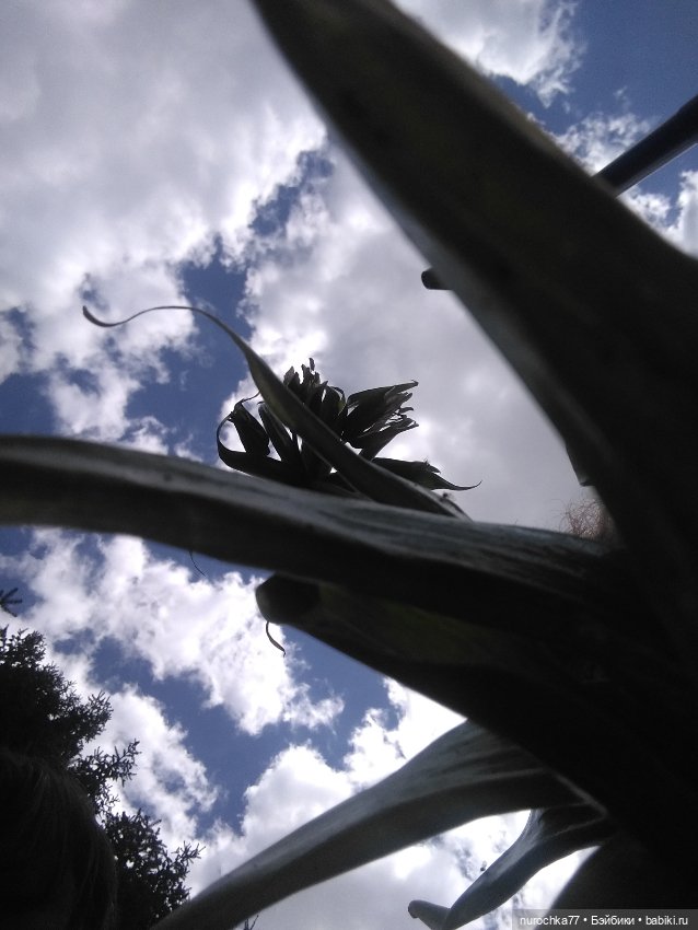 Про Нафочку. Дачная сказка (фото 9)