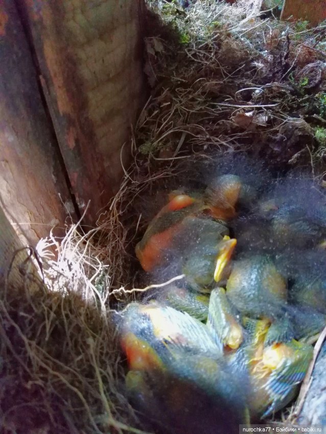 Про Нафочку. Хранительница чуда (фото 10)