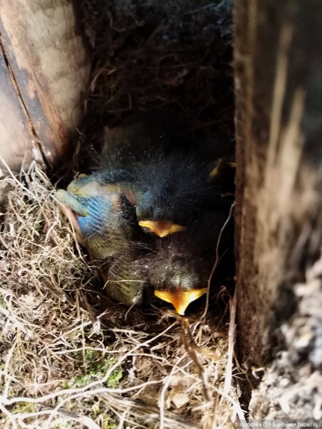 Про Нафочку. Хранительница чуда (фото 7)