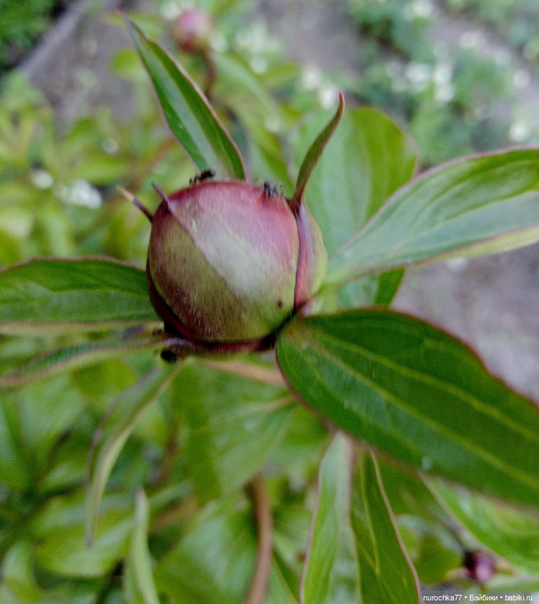 Про Нафочку. Хранительница чуда