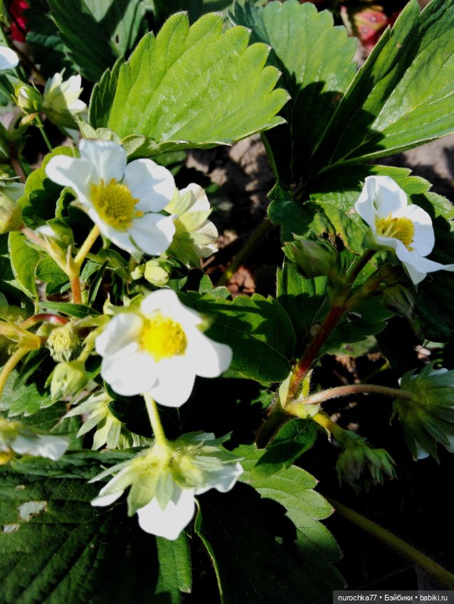 Про Нафочку. Хранительница чуда