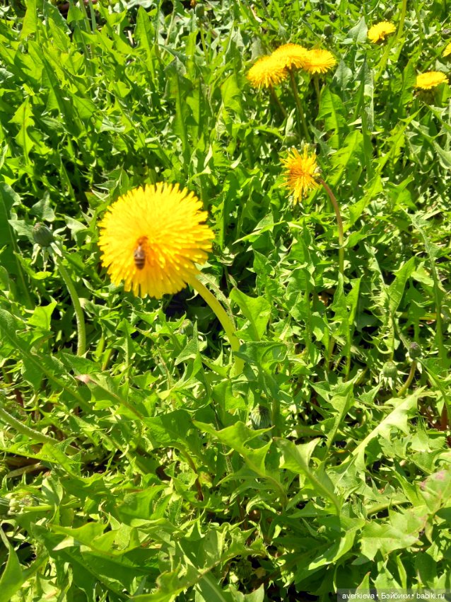 Жииииизнь — Винтажные куклы ГДР (Немки): Бигги