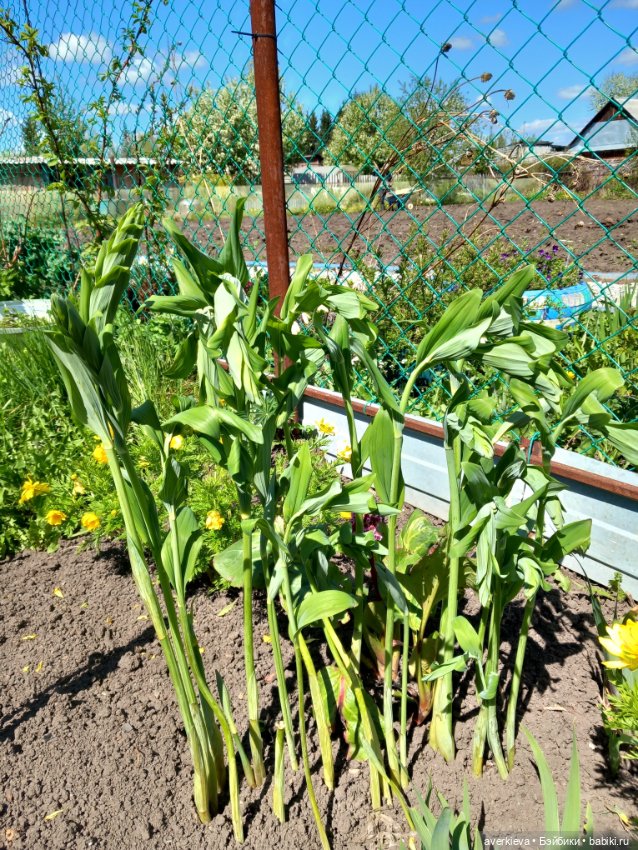 Жииииизнь — Винтажные куклы ГДР (Немки): Бигги (фото 7)