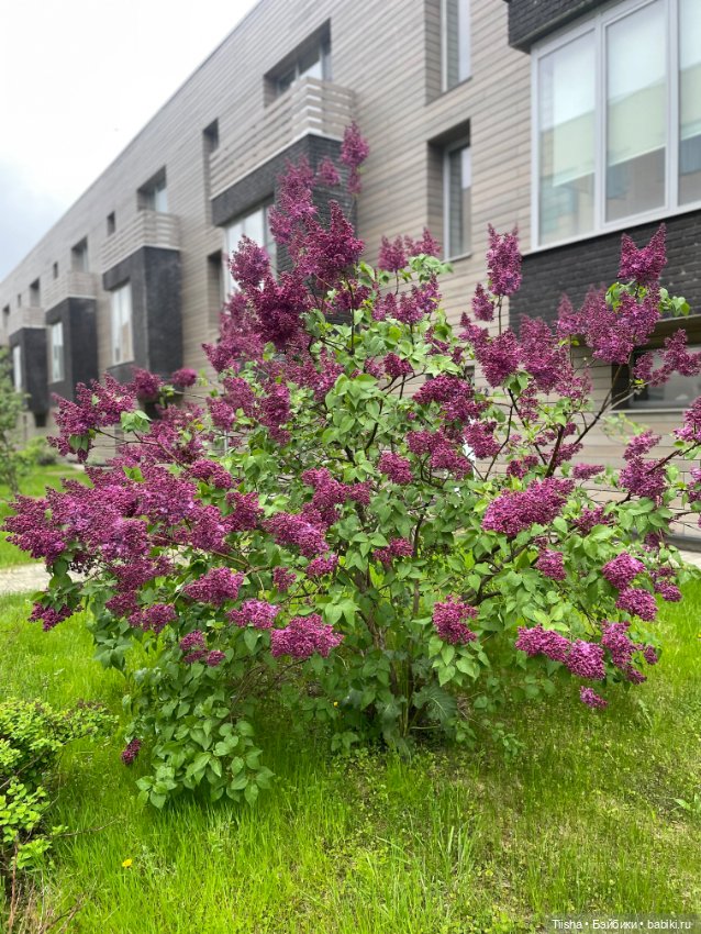 Good and strange — Текстильные игрушки и примитивы: кофейные