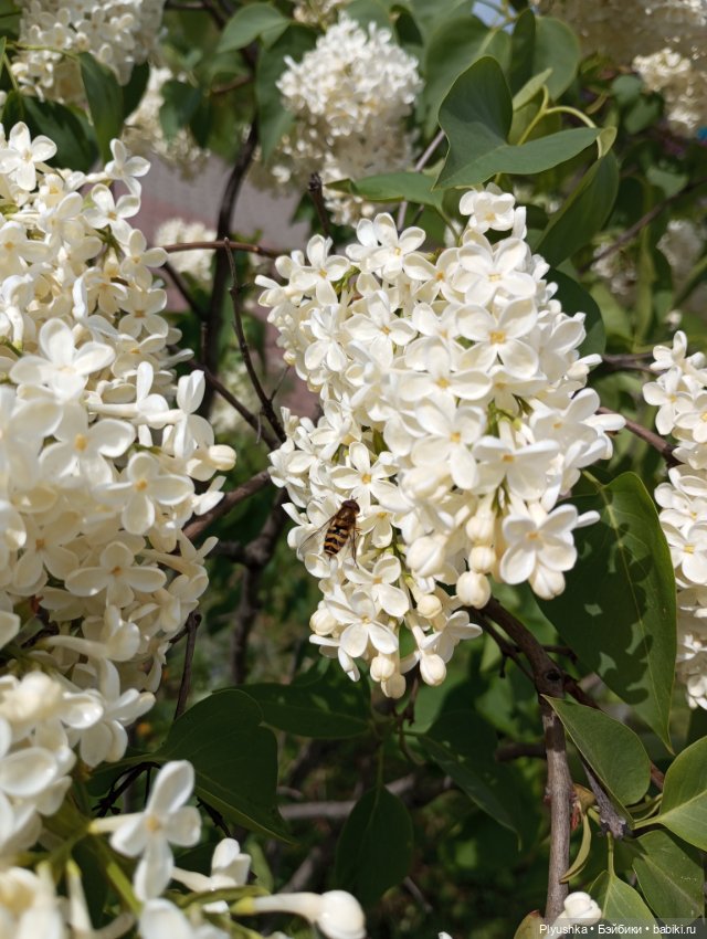 Весеннее: Панда Лёля, цветочки и пчёлки