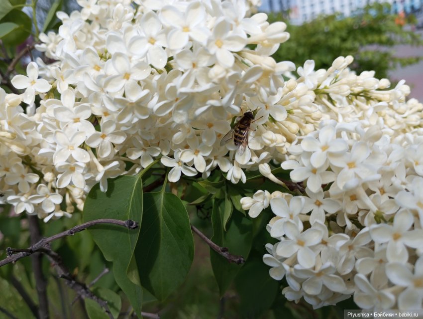 Весеннее: Панда Лёля, цветочки и пчёлки