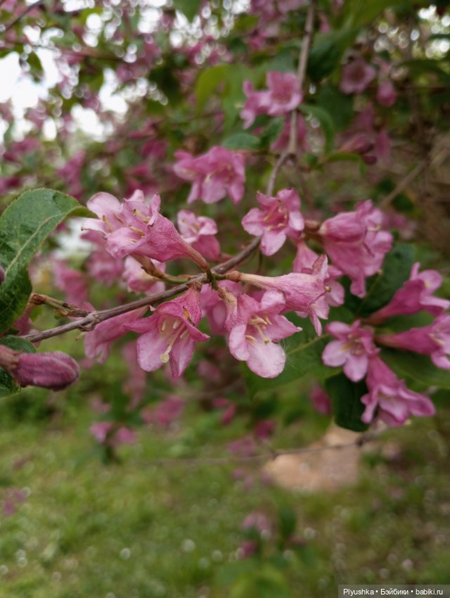 Весеннее: Панда Лёля, цветочки и пчёлки (фото 5)
