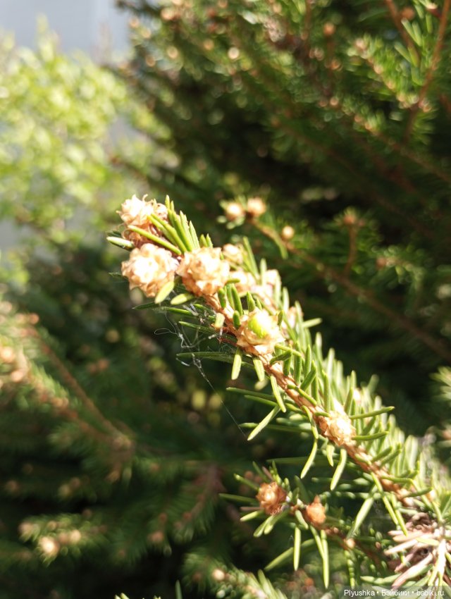 Весеннее: Панда Лёля, цветочки и пчёлки (фото 4)