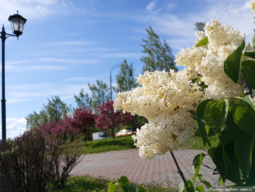 Весеннее: Панда Лёля, цветочки и пчёлки