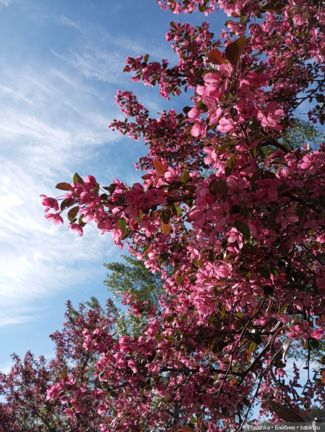 Весеннее: Панда Лёля, цветочки и пчёлки