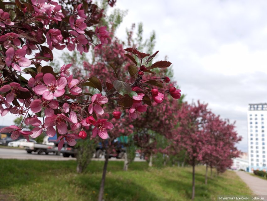 Весеннее: Панда Лёля, цветочки и пчёлки (фото 10)