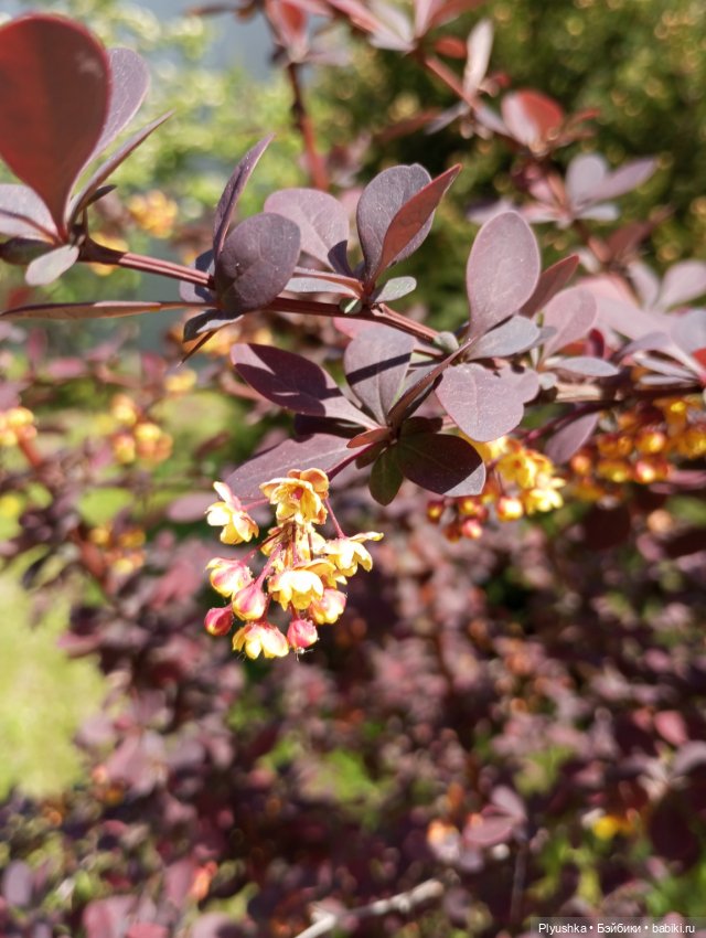 Весеннее: Панда Лёля, цветочки и пчёлки (фото 3)