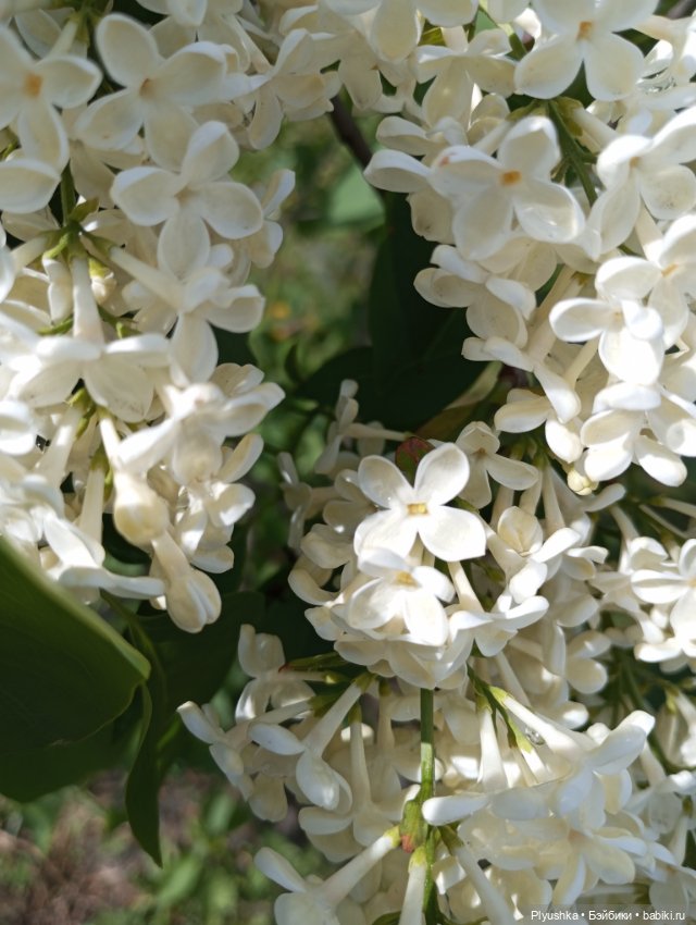 Весеннее: Панда Лёля, цветочки и пчёлки