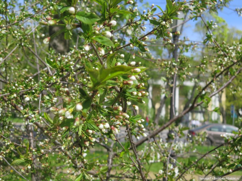 SeaSters Лейла в Петербурге и Кронштадте