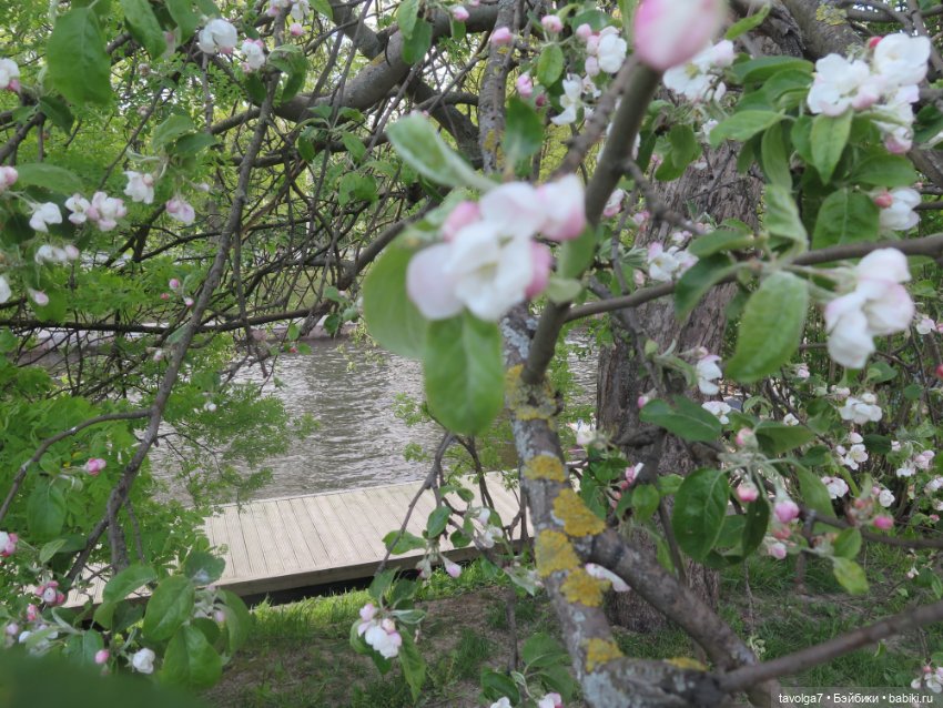 SeaSters Лейла в Петербурге и Кронштадте