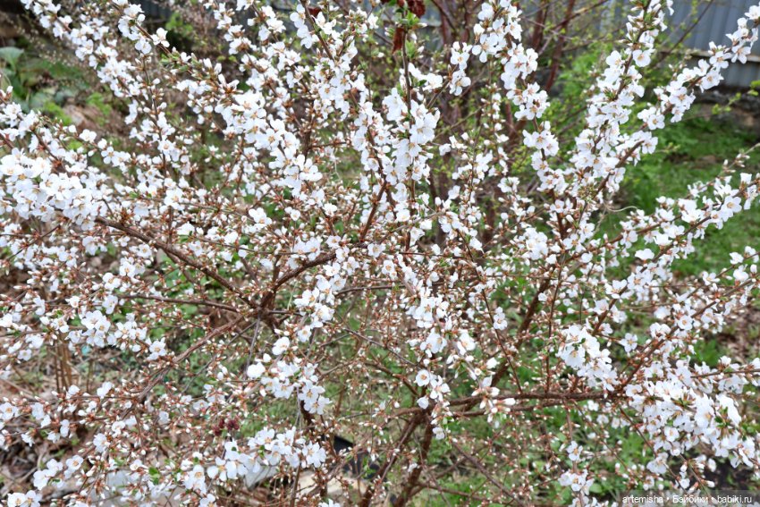 Овечка Хардинг — Куклы Dart dolls (Анна Шиткина): российские BJD (БЖД)