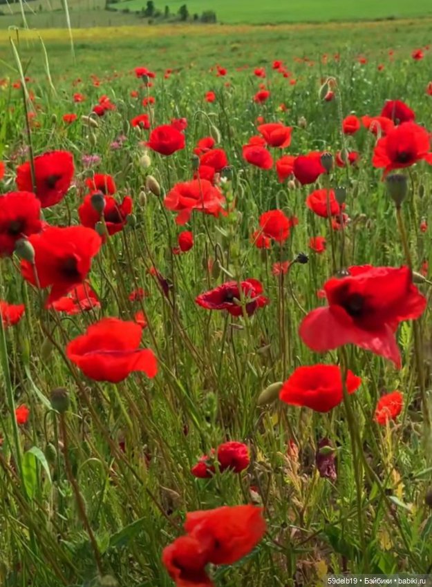 Засияли ярко маки🥀🥀🥀🥀🥀🥀🥀🥀 (фото 7)